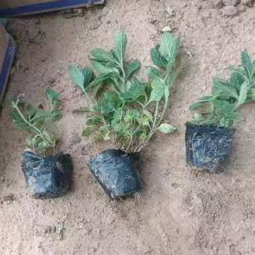 【荐】马鞭草桑托斯一手货源大量供应