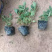 【荐】马鞭草桑托斯一手货源大量供应