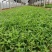 【荐】马鞭草桑托斯一手货源大量供应