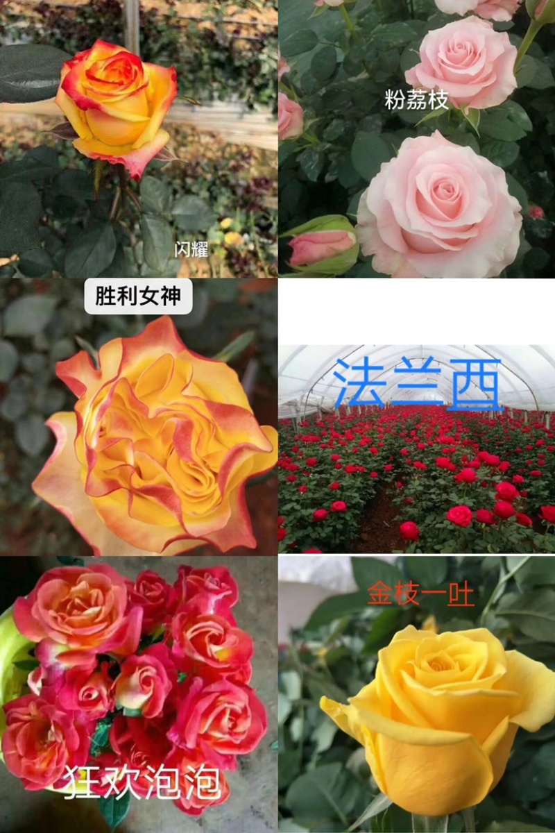 昆明月季花苗大型种植批发基地规格齐全质量保证坏死包賠