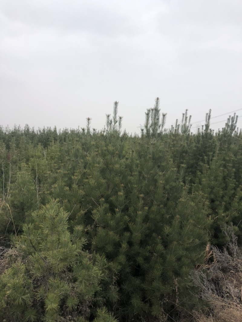 各种规格白皮松圃苗