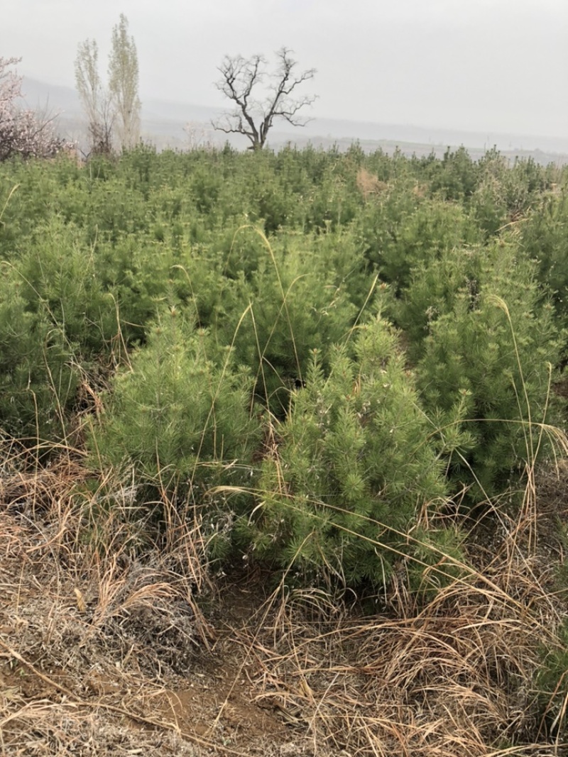 各种规格白皮松圃苗