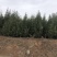 各种规格白皮松圃苗