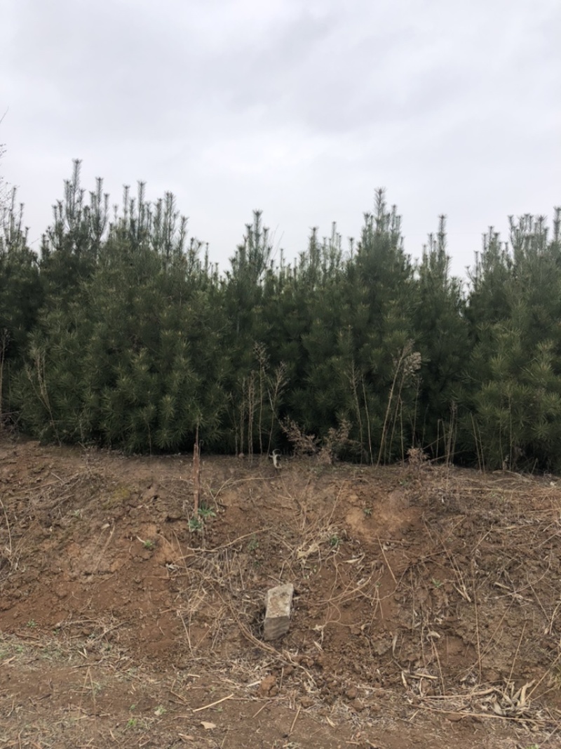 各种规格白皮松圃苗