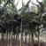 2303基地清场处理供应假槟榔2米5-5米高袋苗