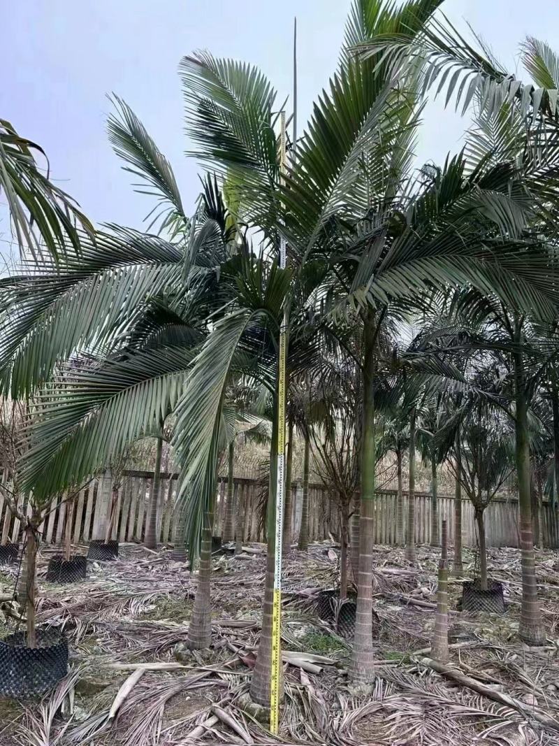 2303基地清场处理供应假槟榔2米5-5米高袋苗