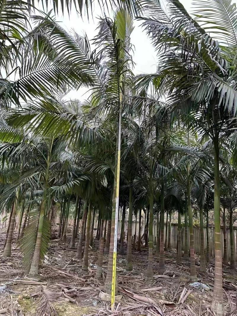2303基地清场处理供应假槟榔2米5-5米高袋苗