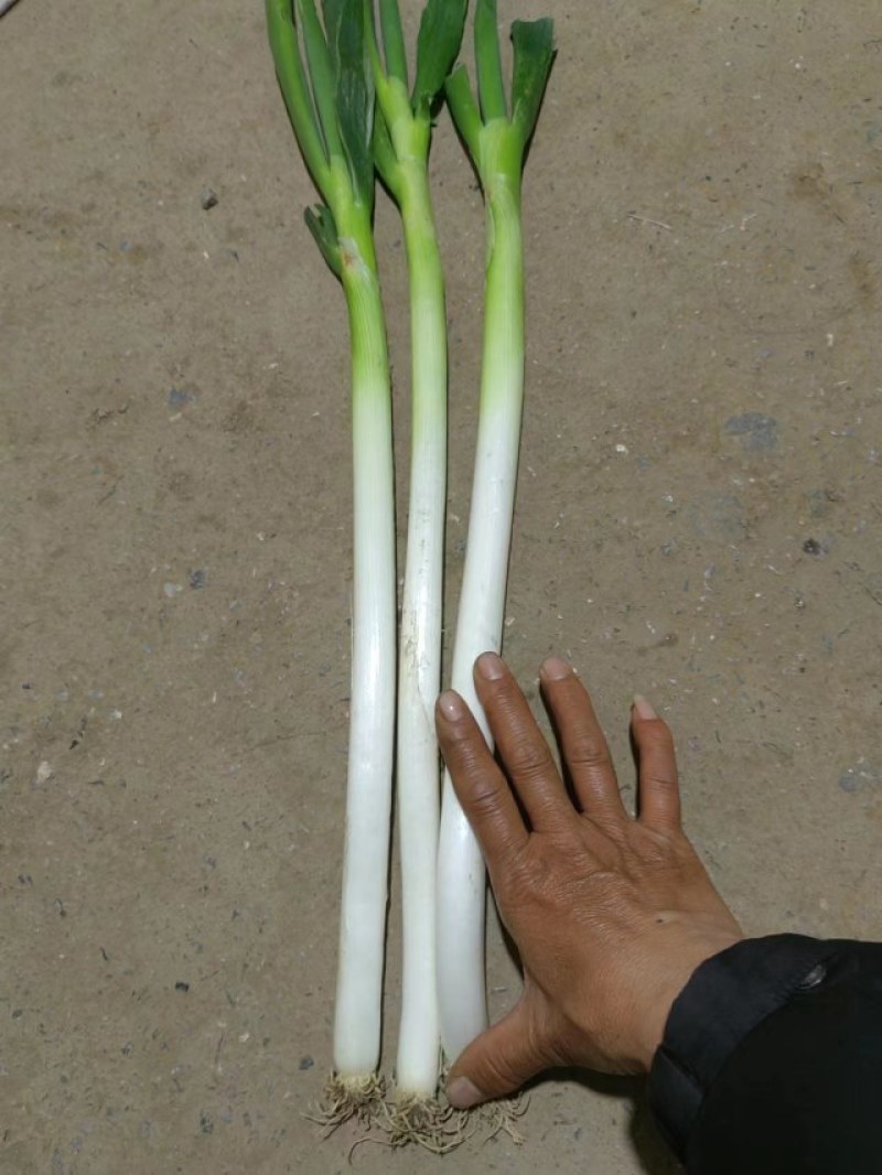 山东铁杆纲葱