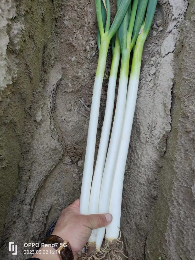 山东铁杆纲葱
