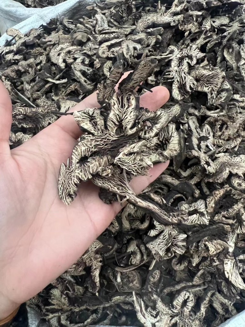 升麻，东北生麻，正品保证，批发各种中药材