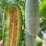 【荐】博洋61甜瓜羊角蜜专业大吨位供应商超，市场档口！