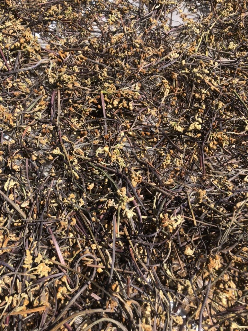 23年云南丘北县蕨菜干