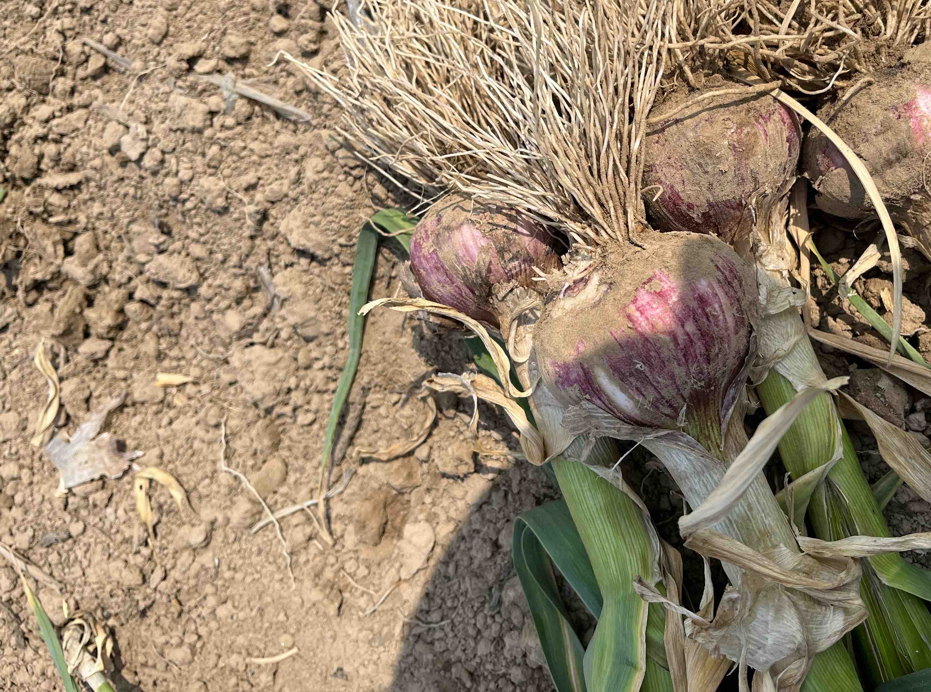 图片说明:展示大蒜提前发芽的现象,芽体从蒜瓣顶部伸出 大蒜出芽现象
