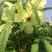 金花葵种子，菜芙蓉无限开花观赏观光农业花卉产业野芙蓉黄蜀