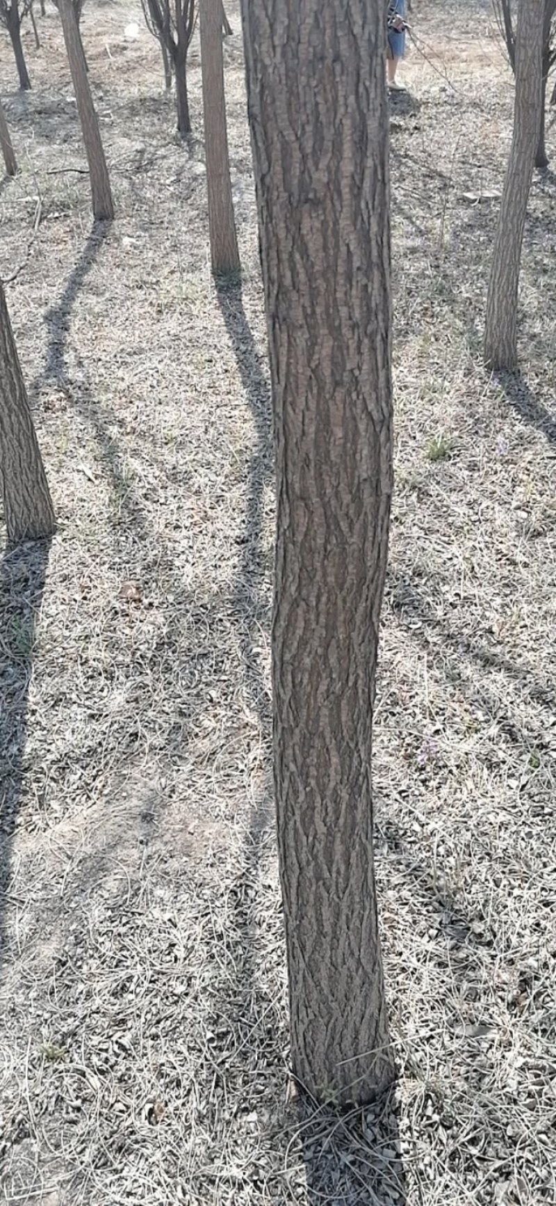 槐树苗大量供应