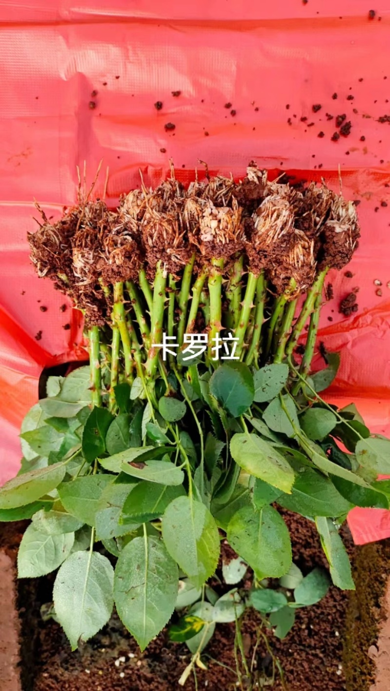 月季花苗基地直供支持视频看货线下看货服务一条龙