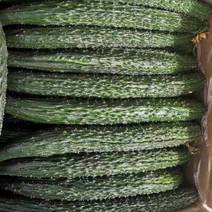 萃禾农业阿拉尔十一团蜜刺黄瓜已高产上市，辣椒即将上市！