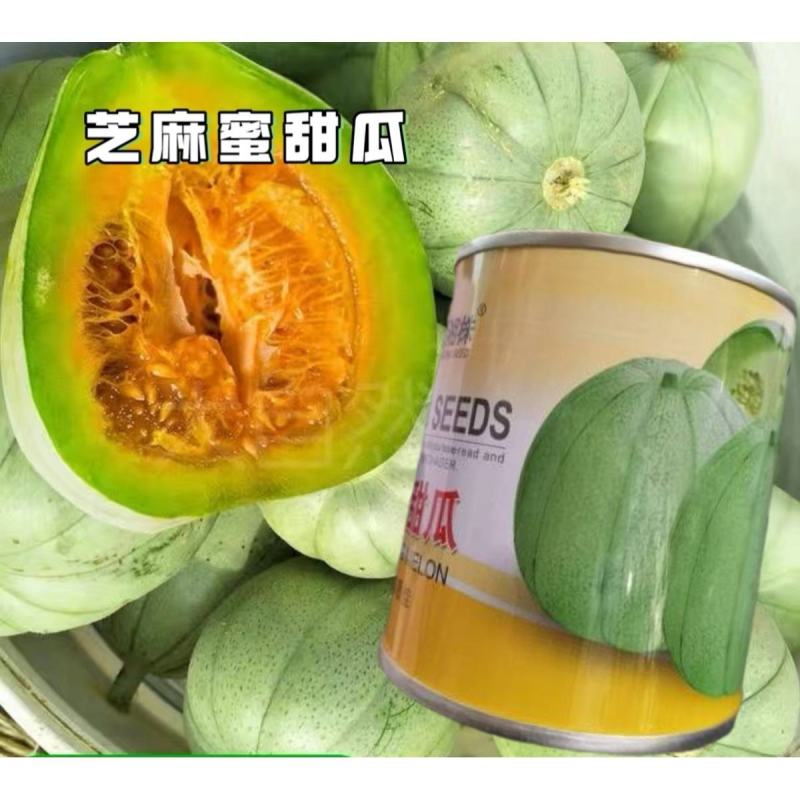 湘株金品翠宝甜瓜陕北芝麻蜜瓜种子绿皮香瓜脆瓜种籽大田阳台