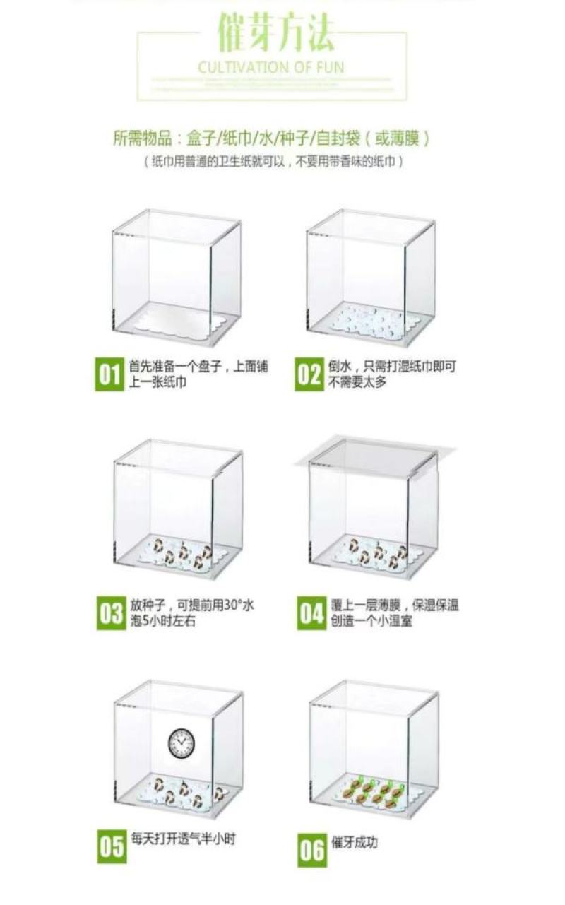 湘株金品翠宝甜瓜陕北芝麻蜜瓜种子绿皮香瓜脆瓜种籽大田阳台