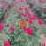 玫瑰花苗基地直供精品小苗根系发达成活率高无坏苗死苗