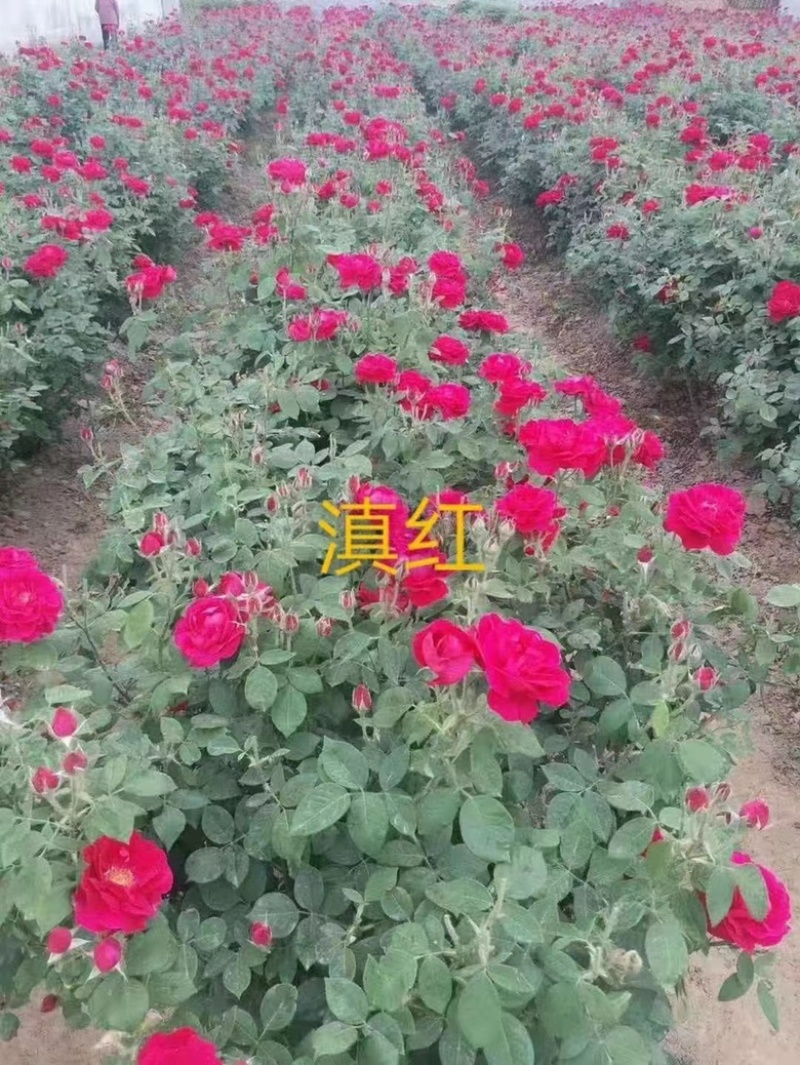 玫瑰花苗基地直供精品小苗根系发达成活率高无坏苗死苗