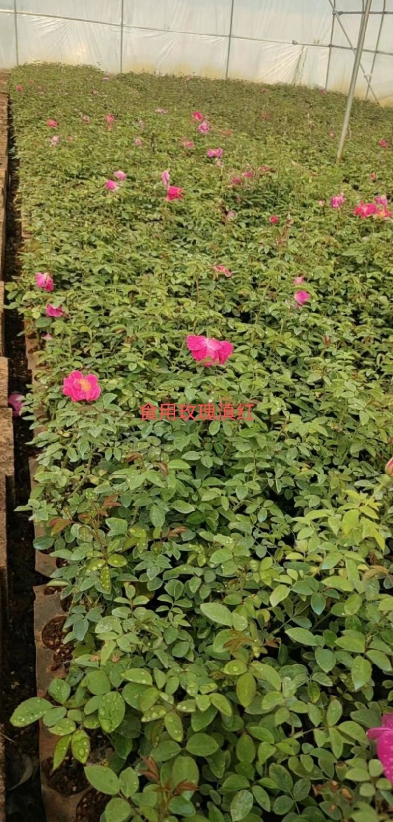玫瑰花苗基地直供精品小苗根系发达成活率高无坏苗死苗