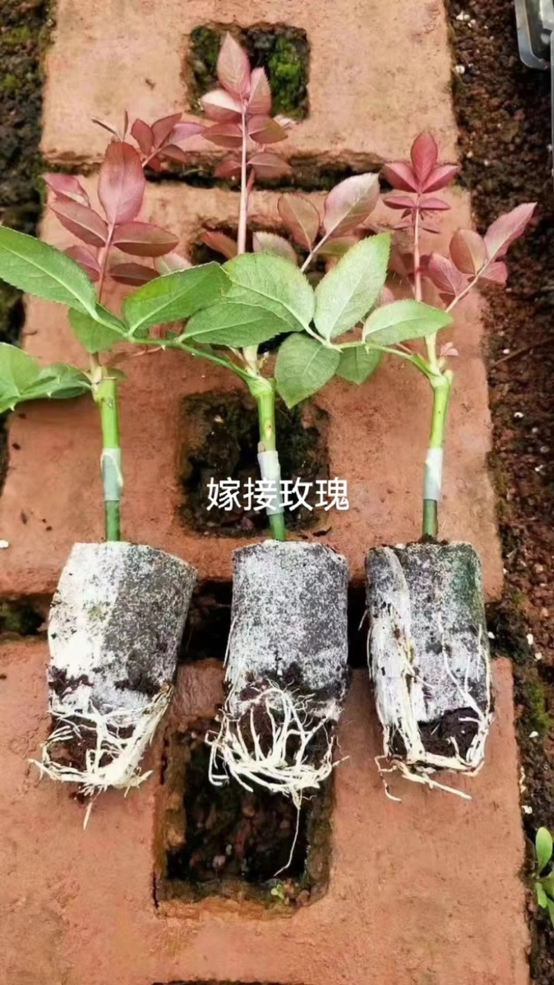 玫瑰花苗基地直供精品小苗根系发达成活率高无坏苗死苗
