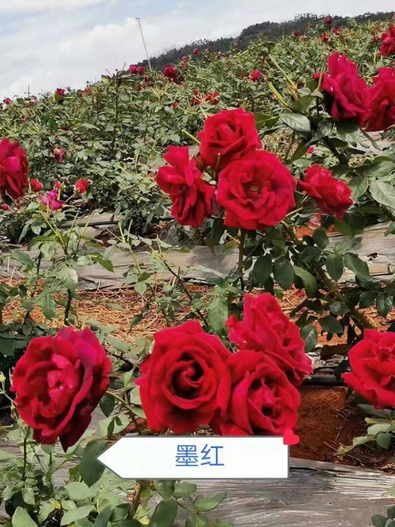 玫瑰花苗基地直供精品小苗根系发达成活率高无坏苗死苗