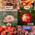 玫瑰花苗基地直供精品小苗根系发达成活率高无坏苗死苗