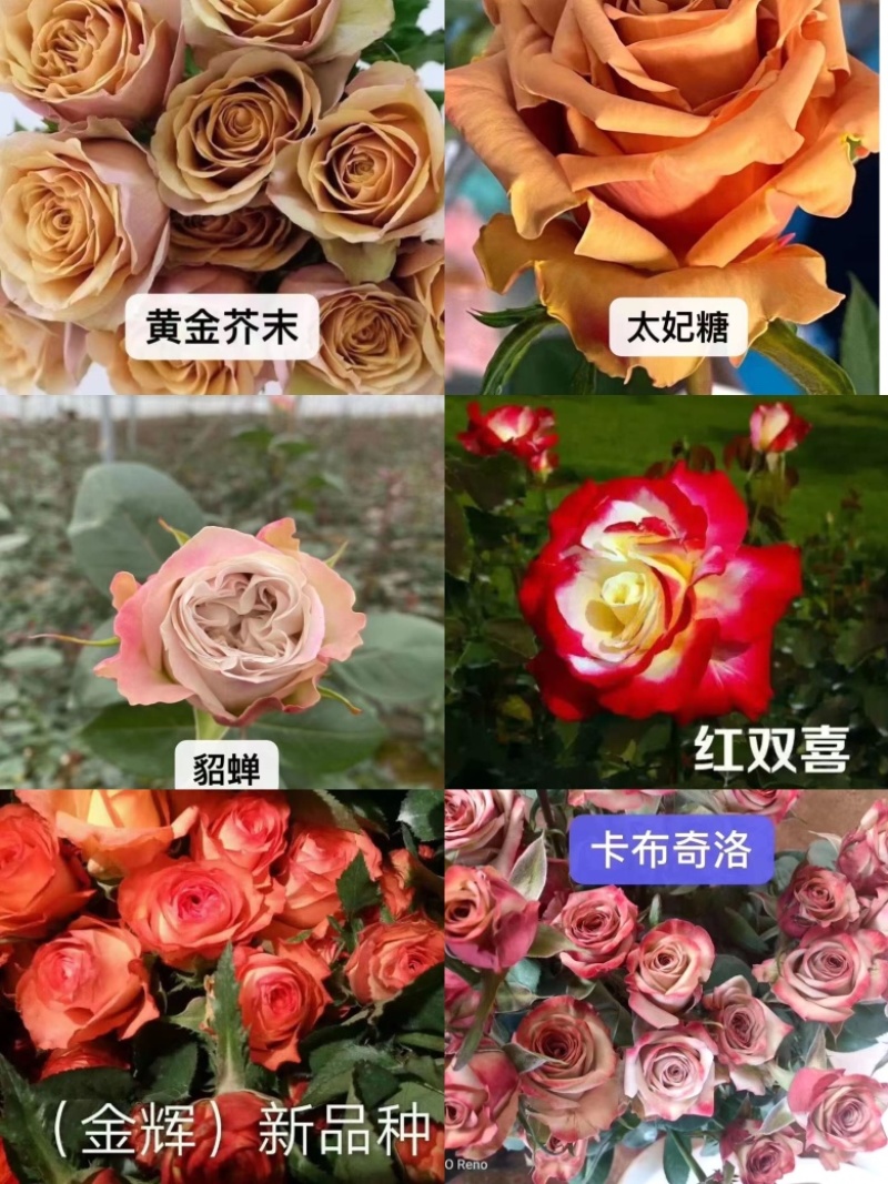 玫瑰花苗基地直供精品小苗根系发达成活率高无坏苗死苗