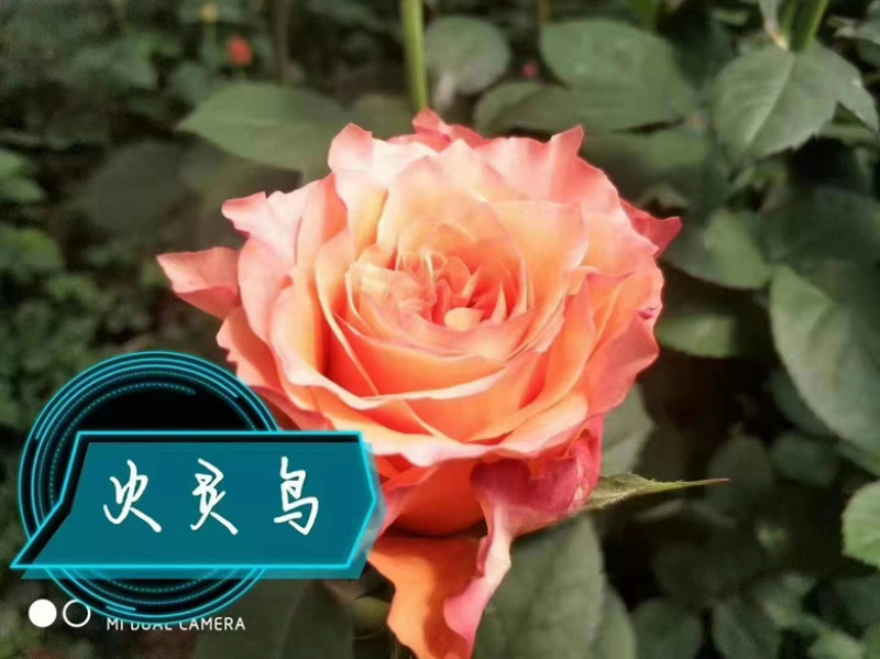 玫瑰花苗基地直供精品小苗根系发达成活率高无坏苗死苗