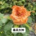 玫瑰花苗基地直供精品小苗根系发达成活率高无坏苗死苗