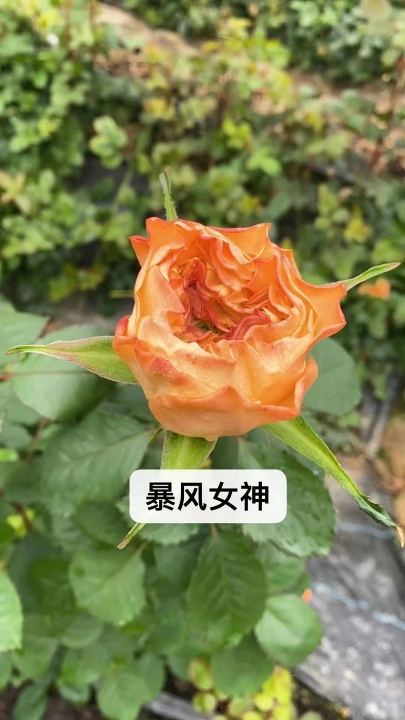 玫瑰花苗基地直供精品小苗根系发达成活率高无坏苗死苗