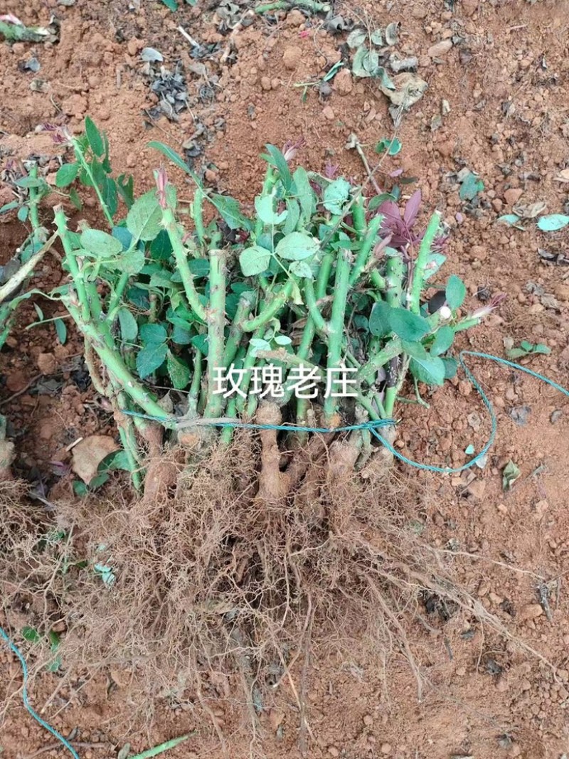 玫瑰花苗基地直供精品小苗根系发达成活率高无坏苗死苗