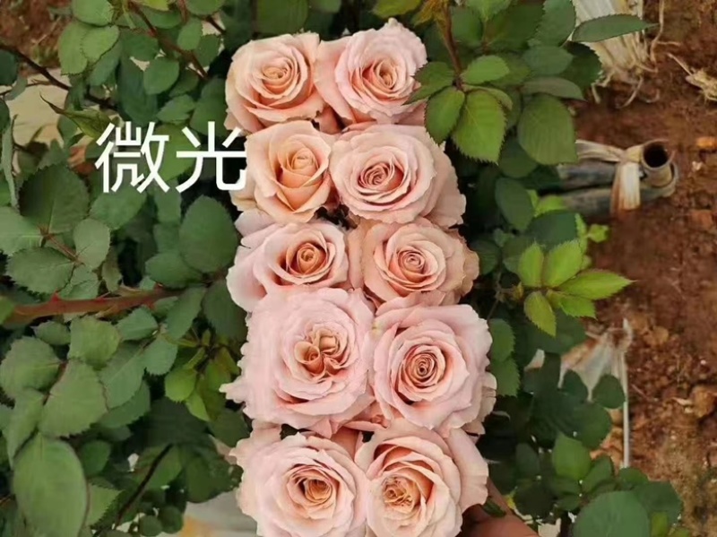 玫瑰花苗基地直供精品小苗根系发达成活率高无坏苗死苗