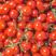 多彩小番茄圣女果多色混装团购电商一手货源线上线下批发零售