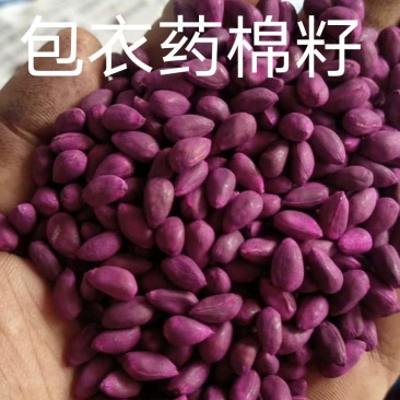 包衣药棉种子，可发原种，也可压含油全脂饼，杀虫灭菌。