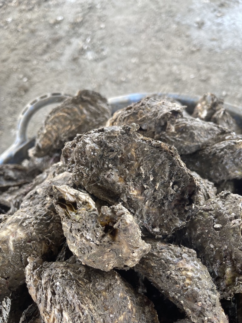 生蚝鲜活带壳牡蛎烧烤店半壳海蛎子烧烤半壳批发