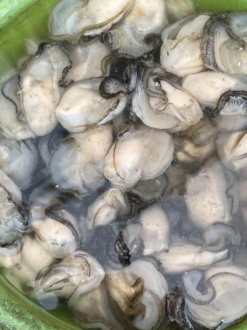 生蚝当天鲜开牡蛎纯蚝肉每个肥度饱满可口