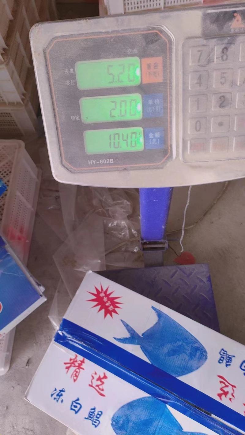 大量批发舟山带鱼，鲳鱼