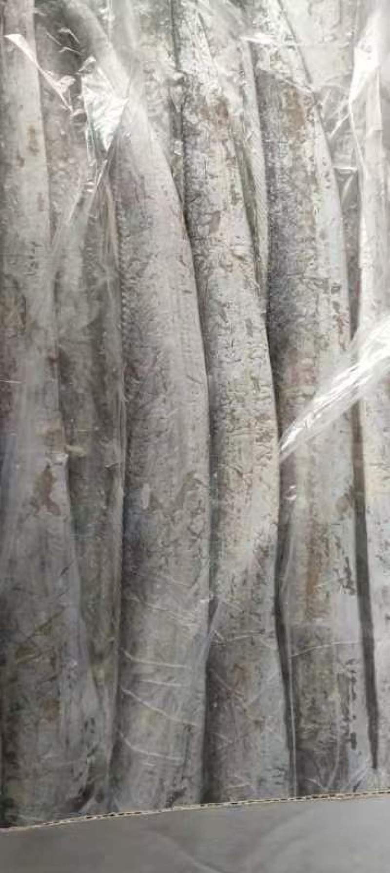 大量批发舟山带鱼，鲳鱼