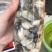 生蚝当天鲜开牡蛎纯蚝肉每个肥度饱满可口