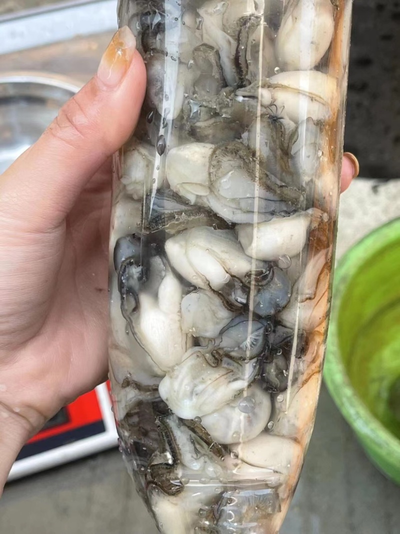 生蚝当天鲜开牡蛎纯蚝肉每个肥度饱满可口