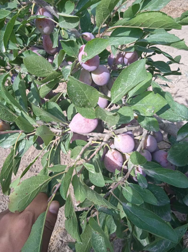 新疆伽师县优质法兰西西梅八百亩八月初上市