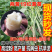 现货秒发白心板栗薯苗红薯苗种地瓜苗商薯19苗脱毒山芋