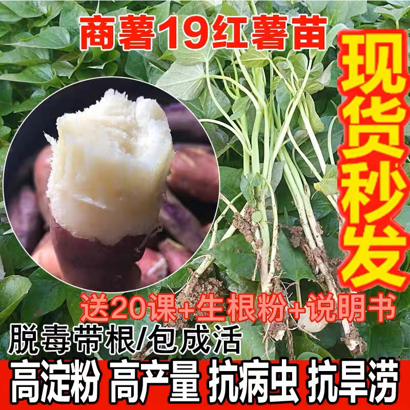 现货秒发白心板栗薯苗红薯苗种地瓜苗商薯19苗脱毒山芋