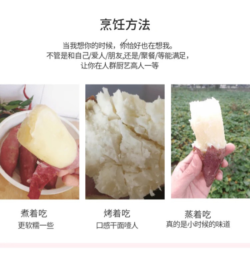 现货秒发白心板栗薯苗红薯苗种地瓜苗商薯19苗脱毒山芋