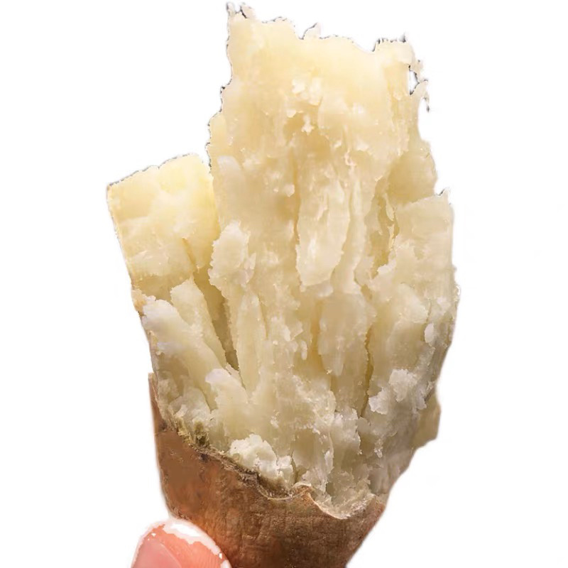 现货秒发白心板栗薯苗红薯苗种地瓜苗商薯19苗脱毒山芋