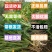 现货秒发白心板栗薯苗红薯苗种地瓜苗商薯19苗脱毒山芋