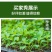 育苗穴盘育苗盘托盘批发加厚林木蔬菜多肉扦插盘秧苗盘草莓育